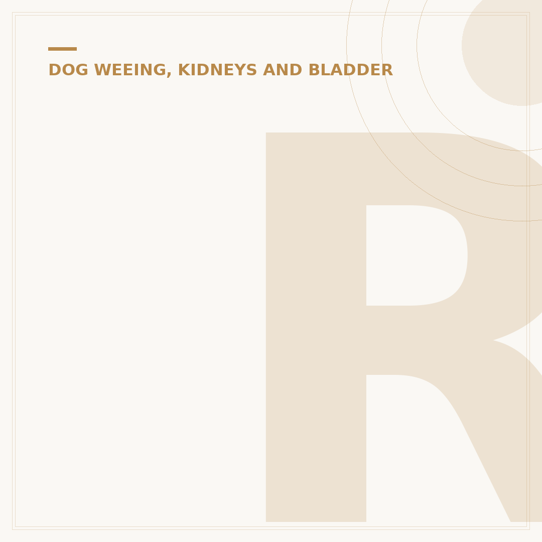 Renal Dysplasia in Dogs: Causes and Care