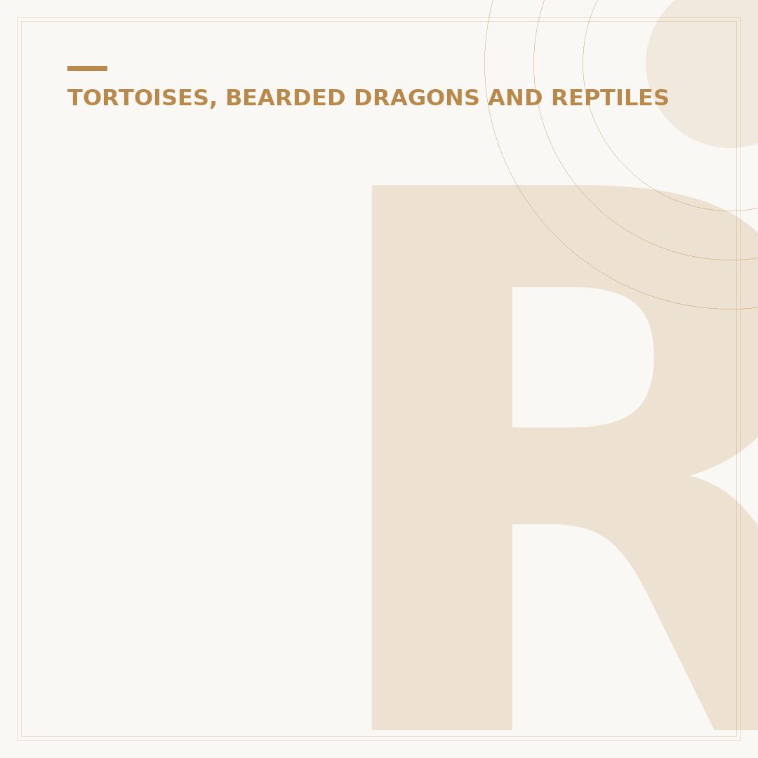Royal Python Snake: Care and Identification