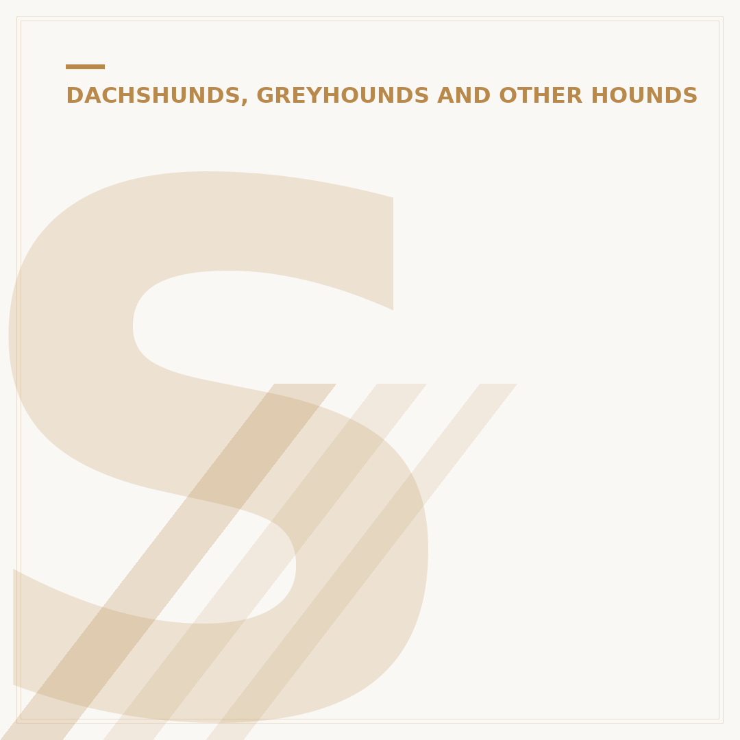 Saluki Dog Rescue UK: Finding & Rehoming Sighthounds