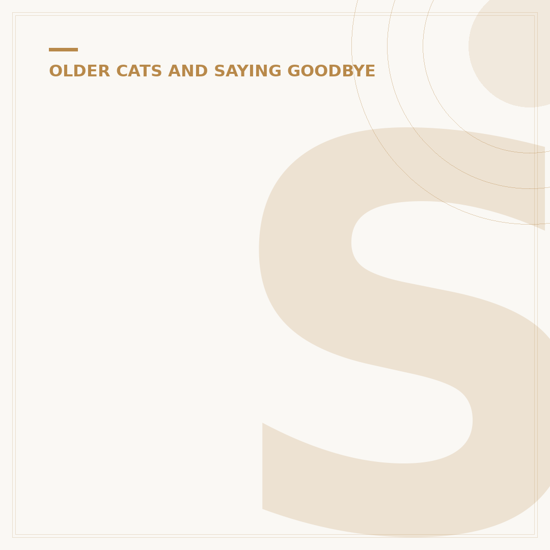 Senior Cat Food: What Your Older Cat Needs