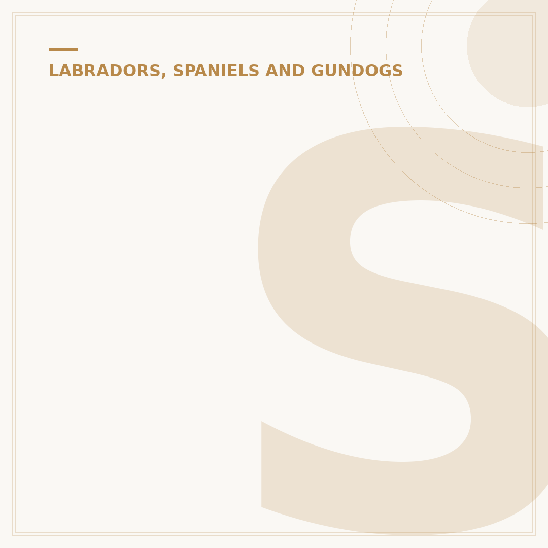 Show Cocker Spaniel: Traits, Care, and Temperament