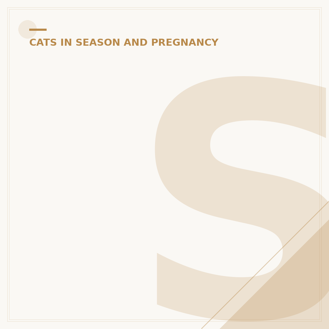 Signs of Labour in Cats: What to Look For