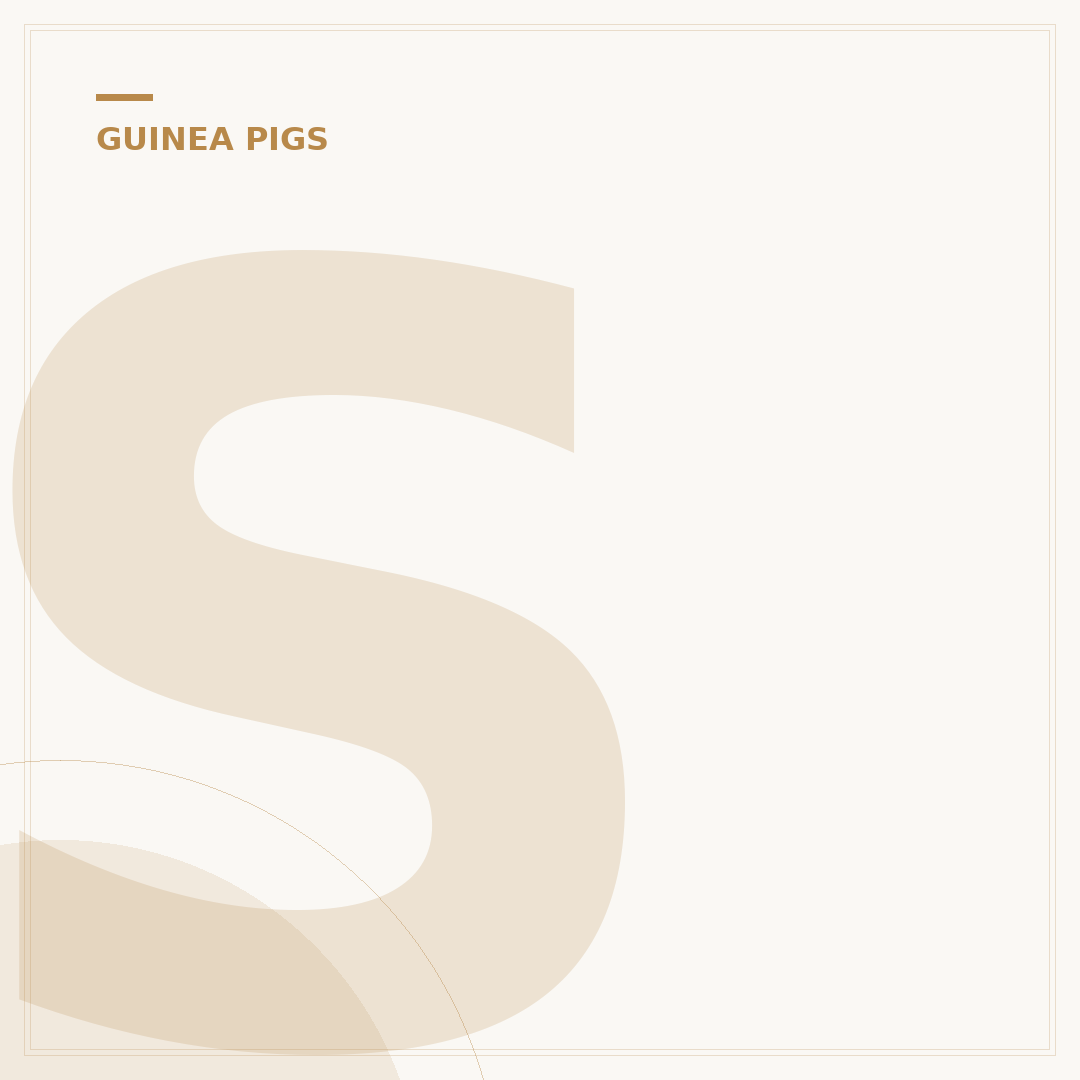 Skinny Guinea Pigs: Caring for Hairless Cavies