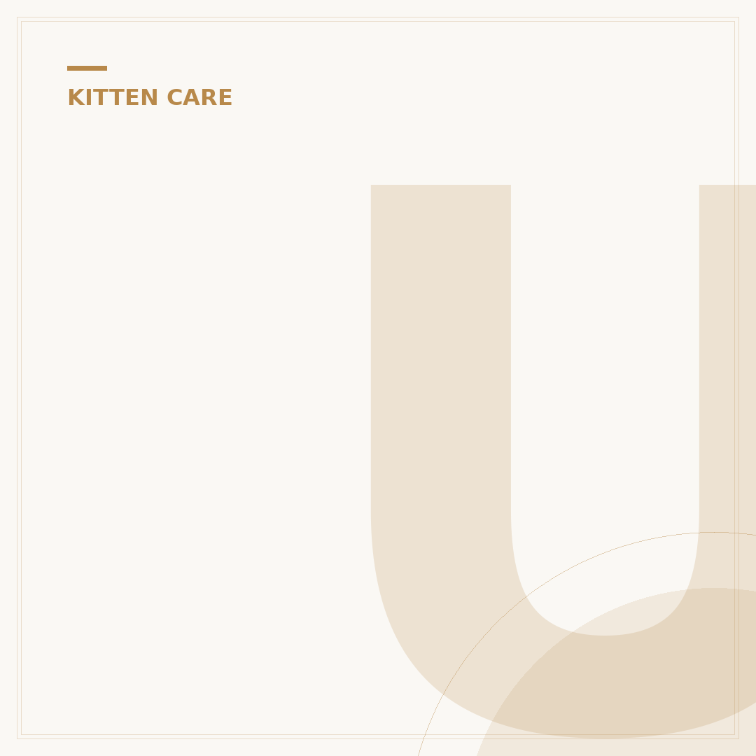 Understanding Sleeping Kittens: Behaviour and Care