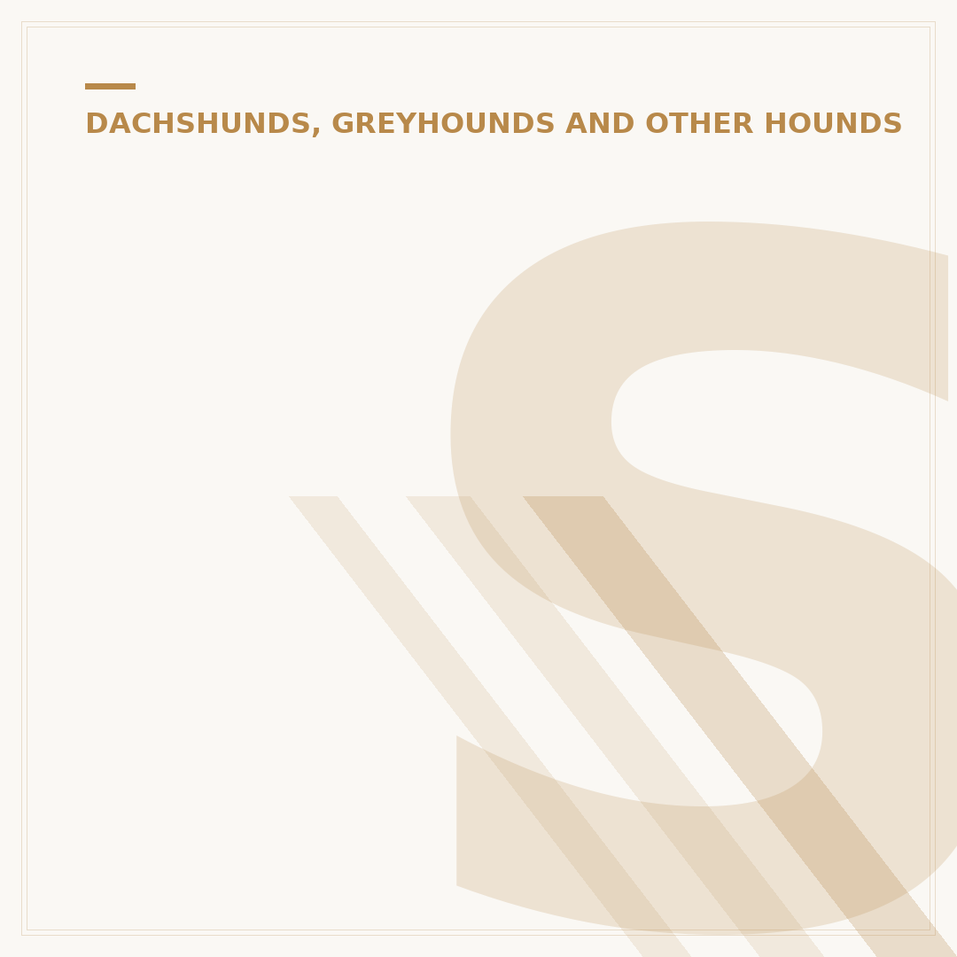 Small Greyhound Dog: Italian Greyhound Facts