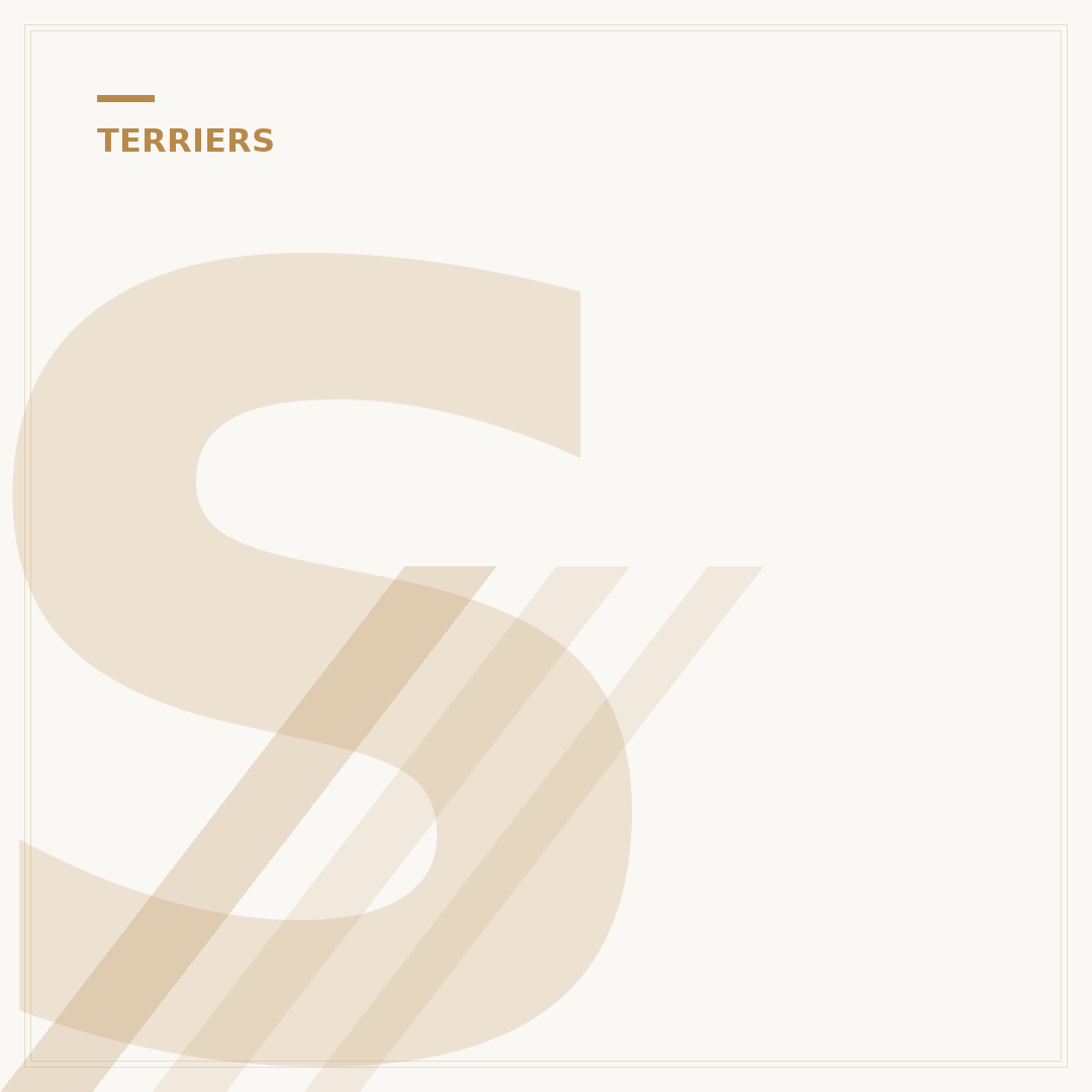 Staffordshire Bull Terrier: Temperament, Care and Traits