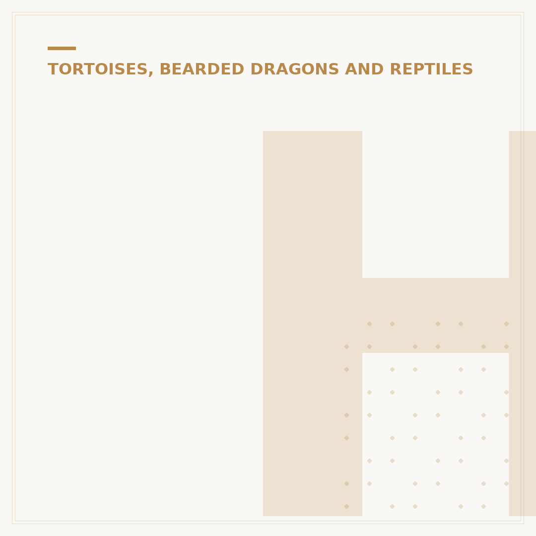 How to Tell Bearded Dragon Sex