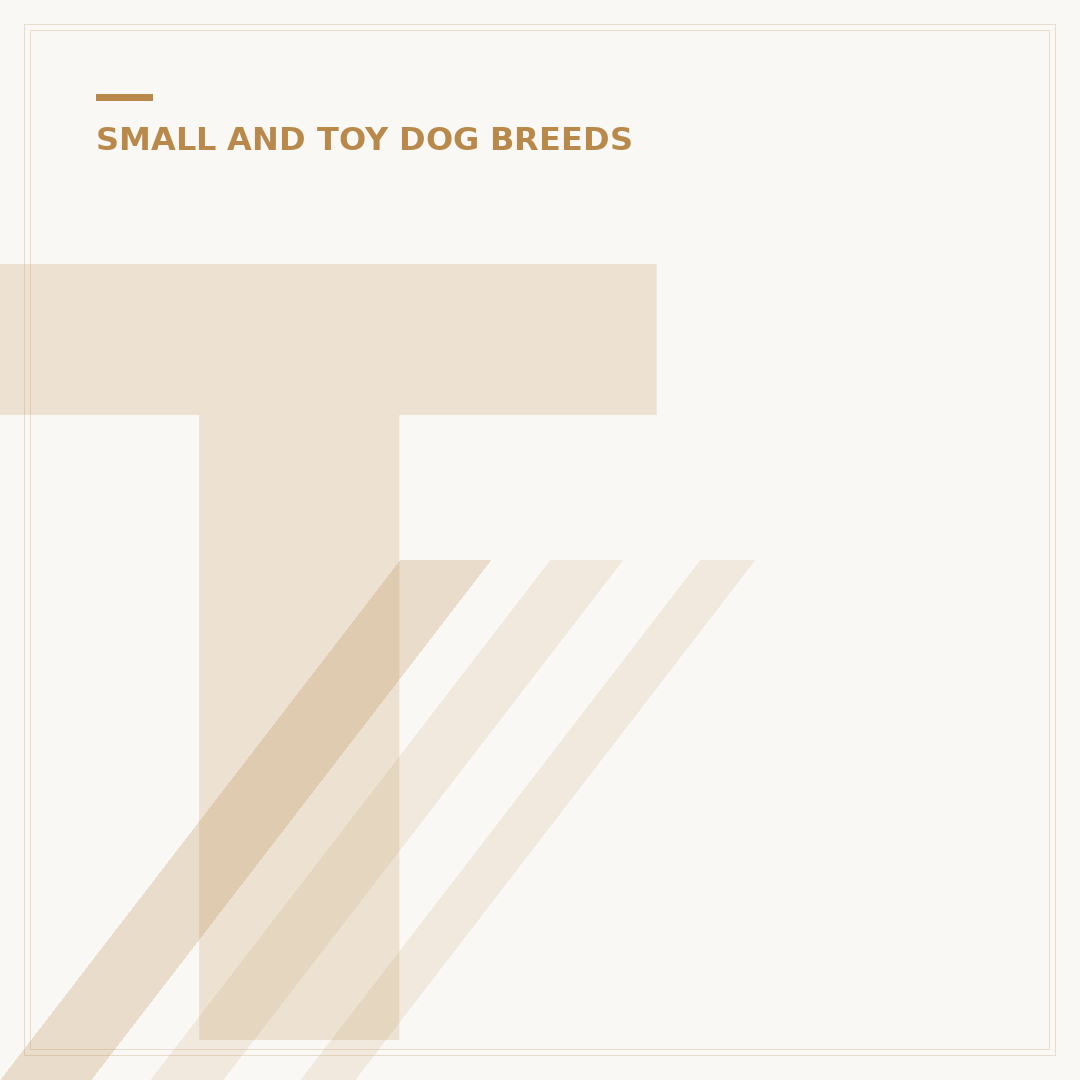 Toy Poodle Chihuahua Mix: Key Traits Explained