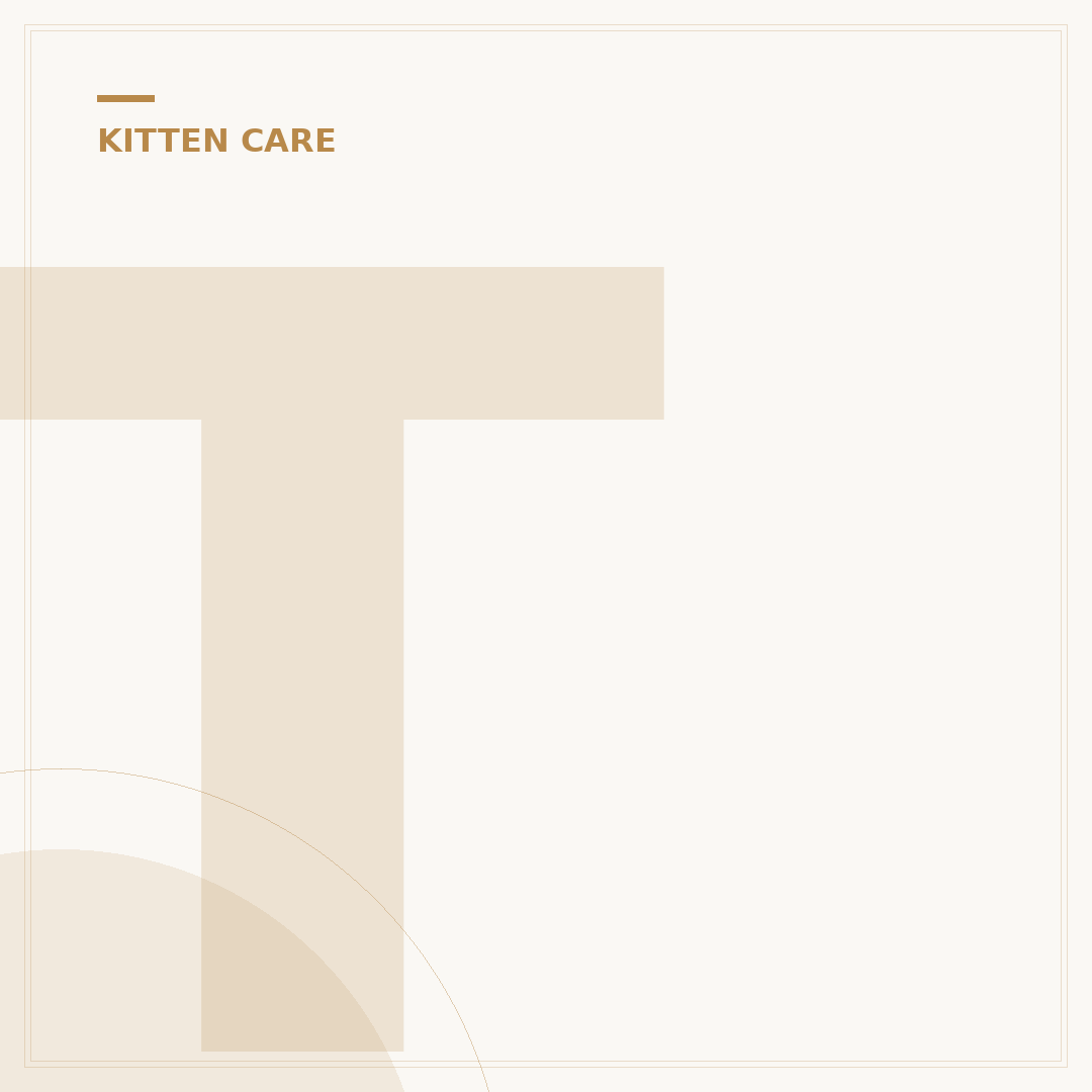 Train Your Cat to Use a Litter Box