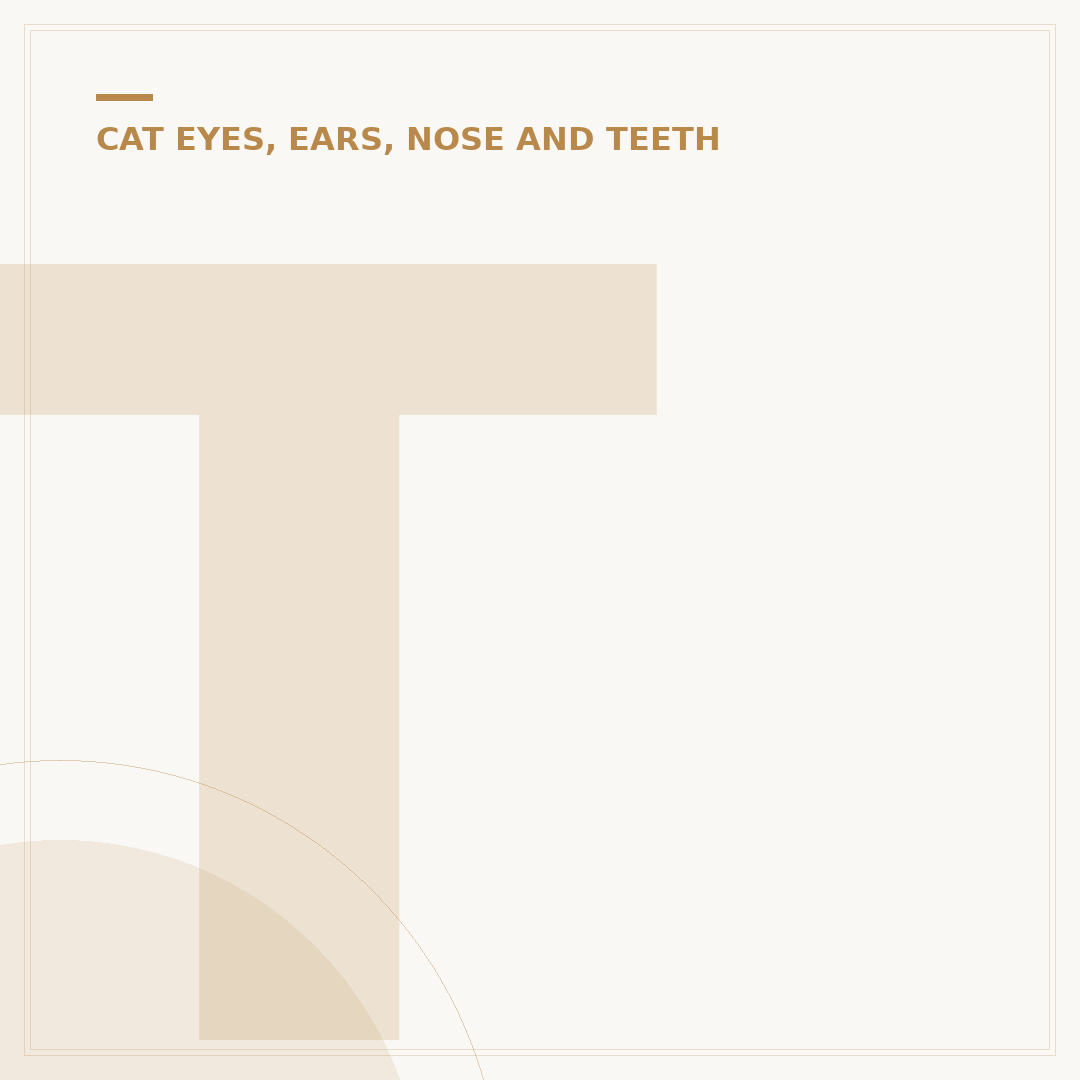 Treat Cat Eye Infection: Signs, Home Care & Vet Visits