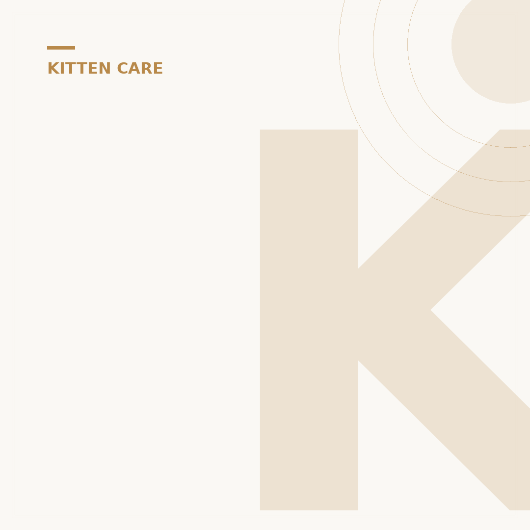 Kitten Health: Common Treatments and Care