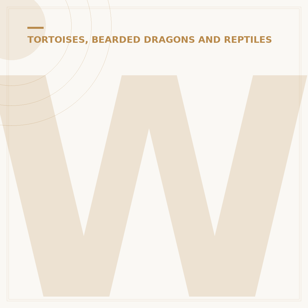 What Is the Difference Between a Turtle and a Tortoise?