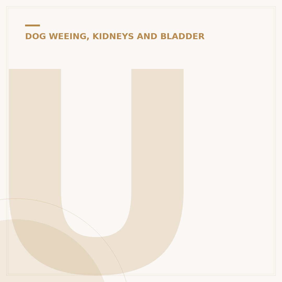Urinary Incontinence in Dogs: Causes, Symptoms & Management