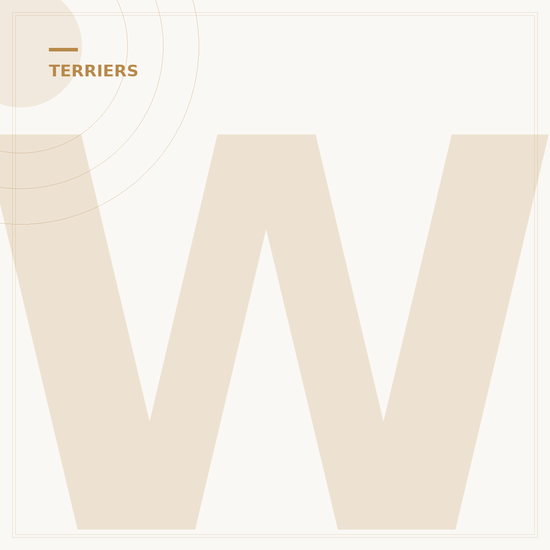 Westie Terrier Poodle Mix: Traits and Temperament
