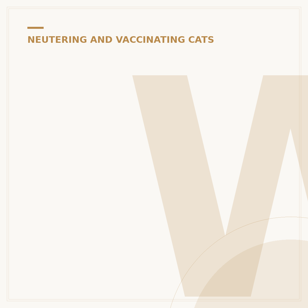 When Should Kittens Be Spayed or Neutered?