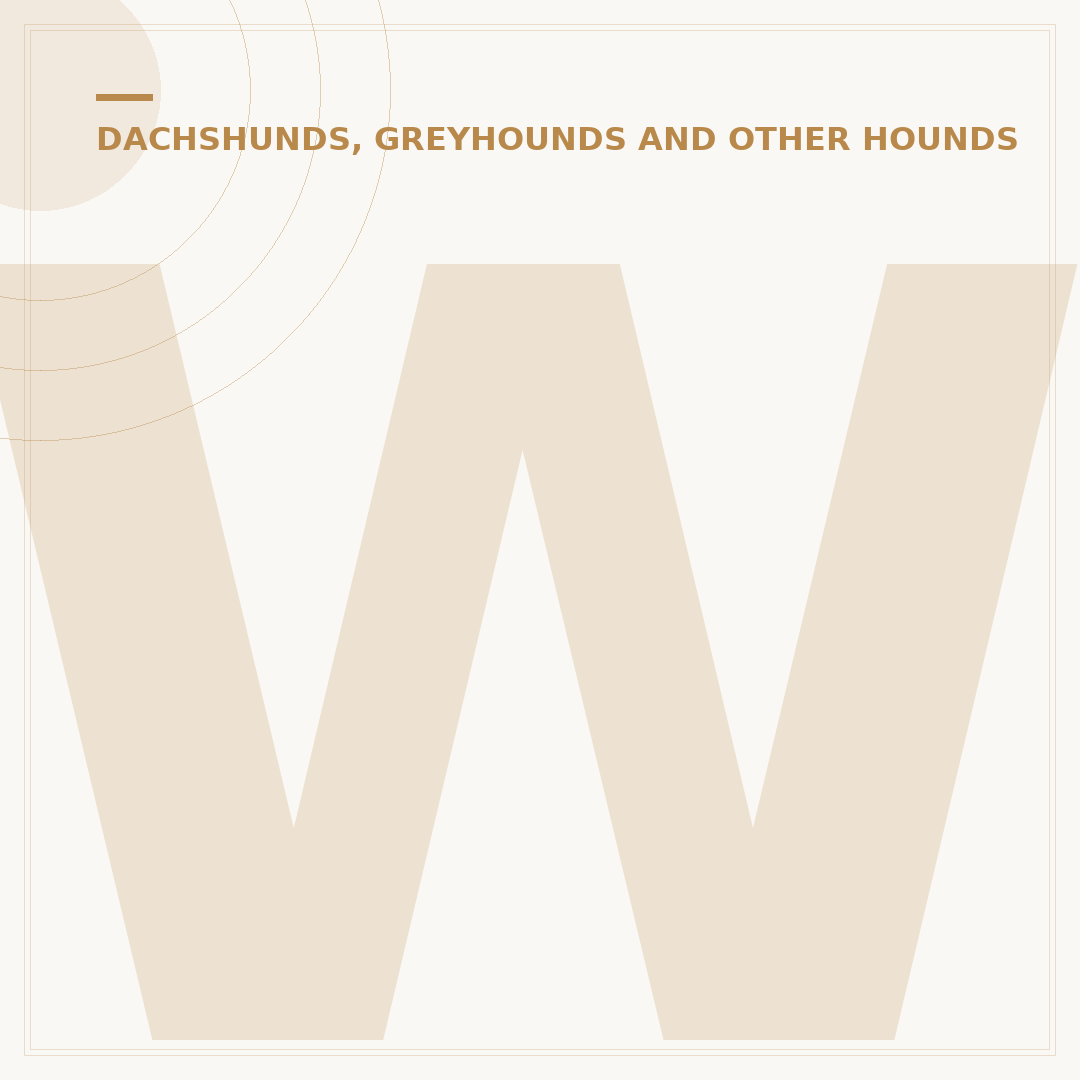 Whippet Meaning: What Does This Dog Breed Symbolise?