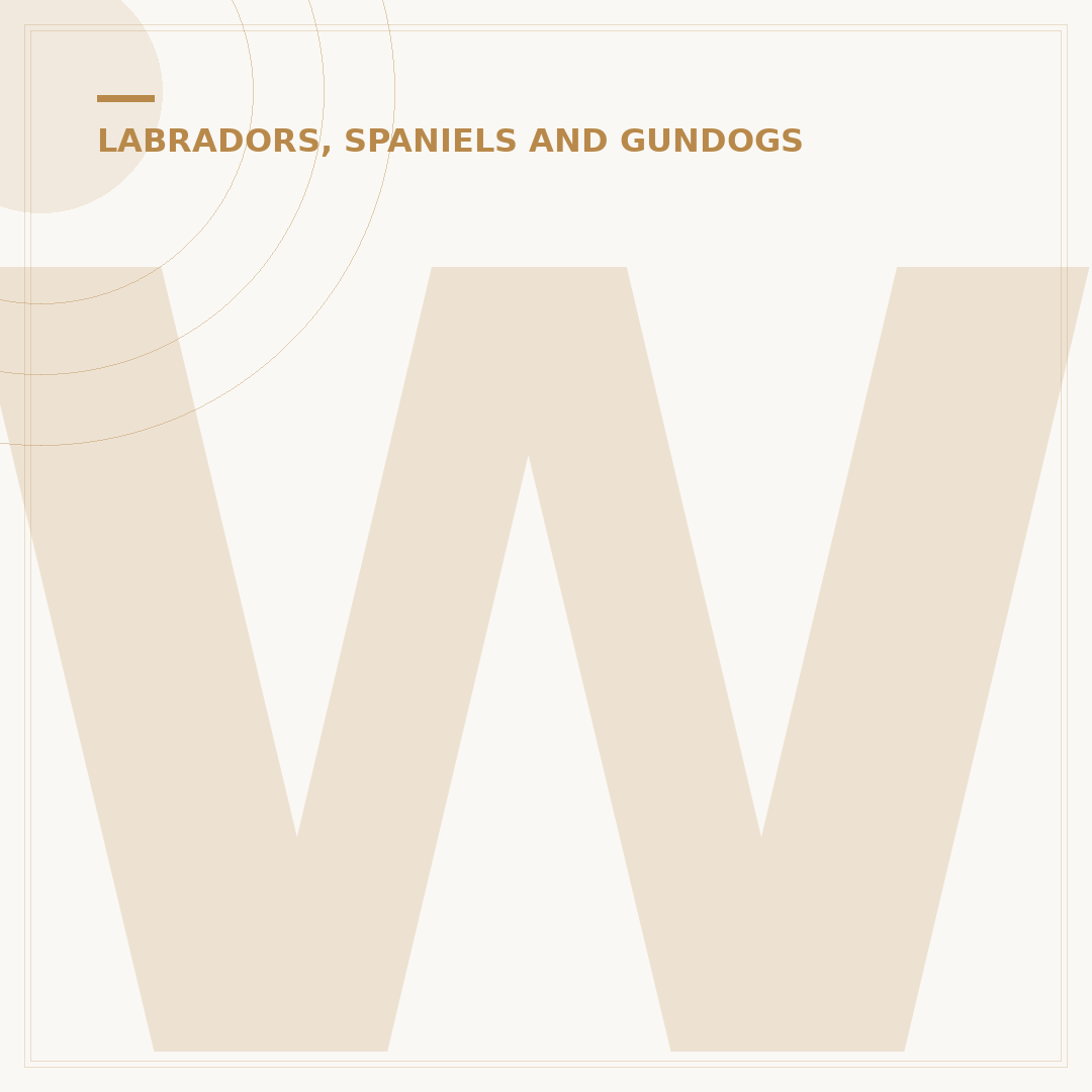 Working Labrador Retriever: Tasks, Traits & Training