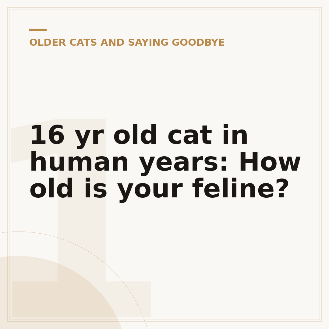 16 yr old cat in human years: How old is your feline?