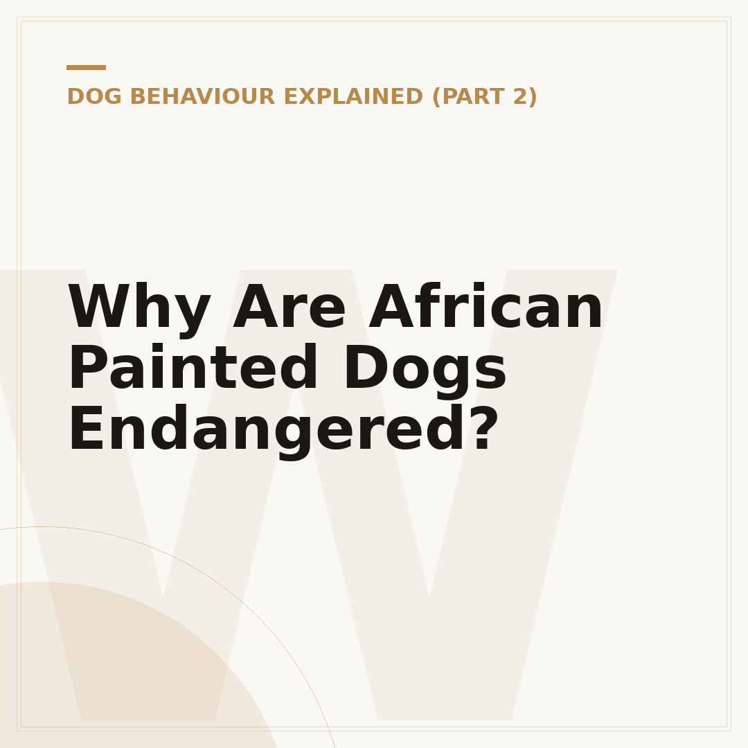 Why Are African Painted Dogs Endangered?