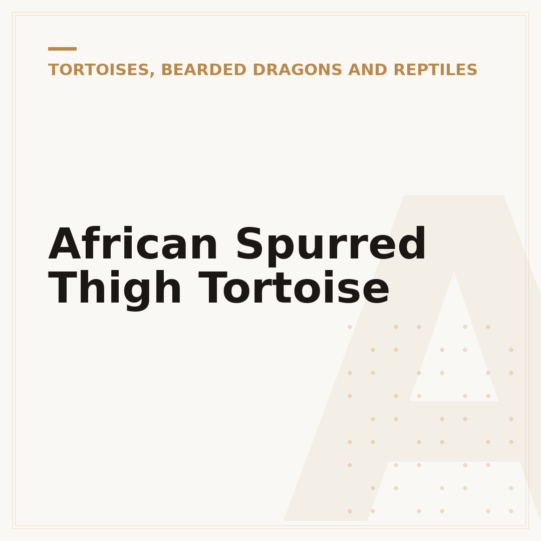 African Spurred Thigh Tortoise
