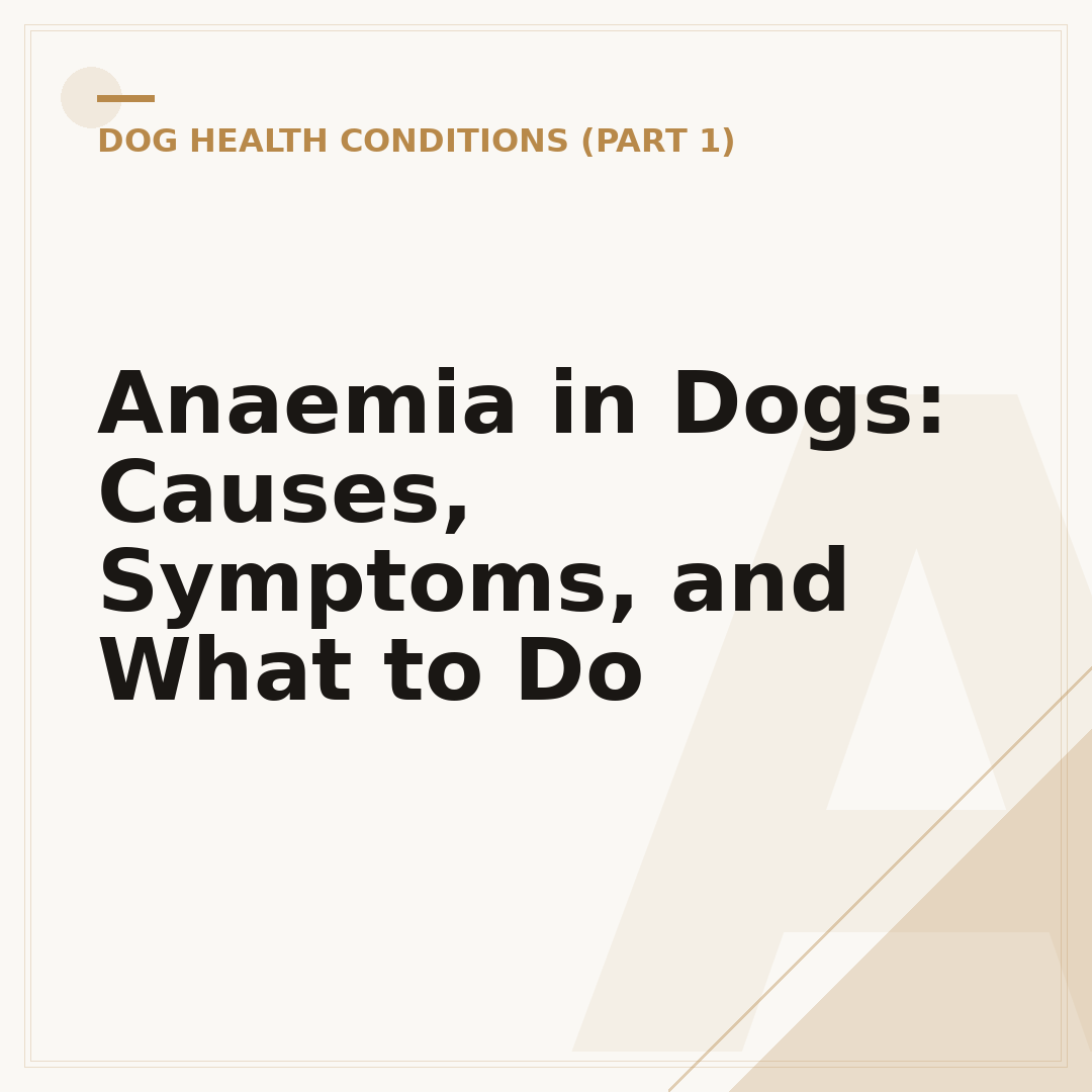Anaemia in Dogs: Causes, Symptoms, and What to Do