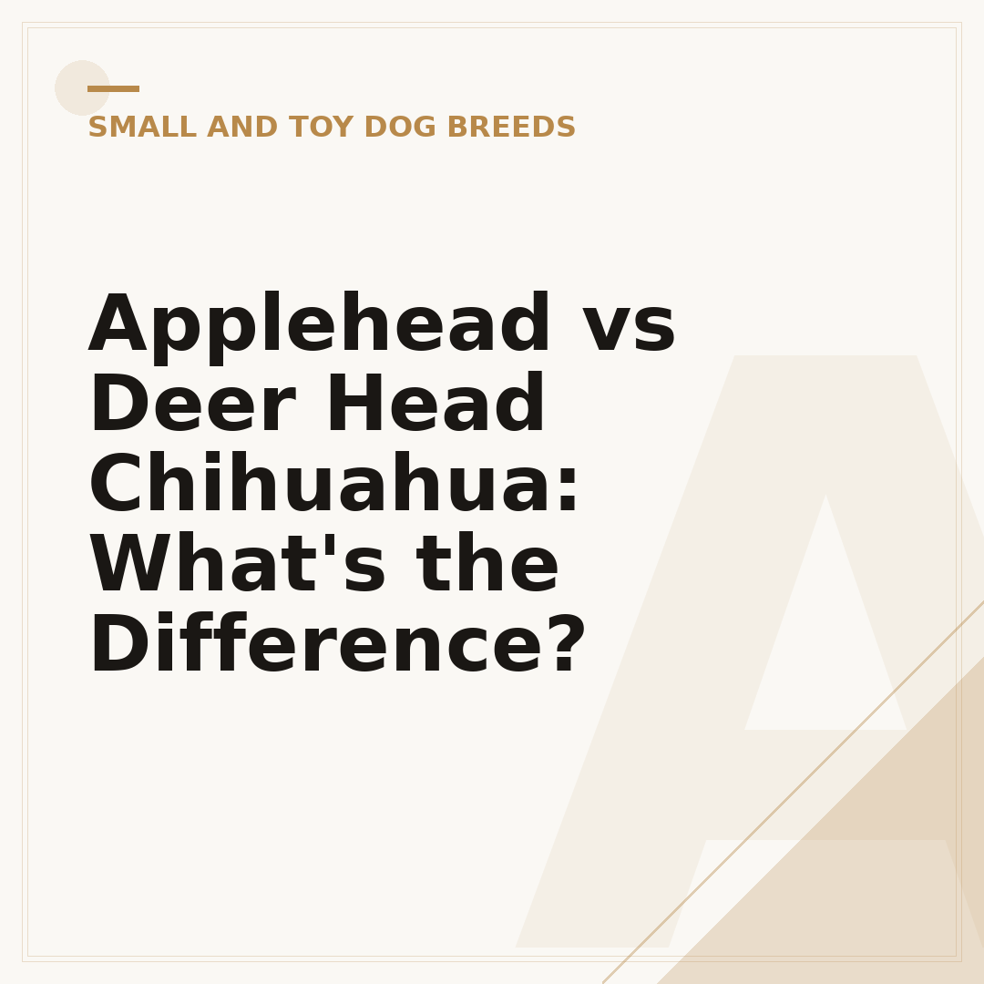 Applehead vs Deer Head Chihuahua: What's the Difference?
