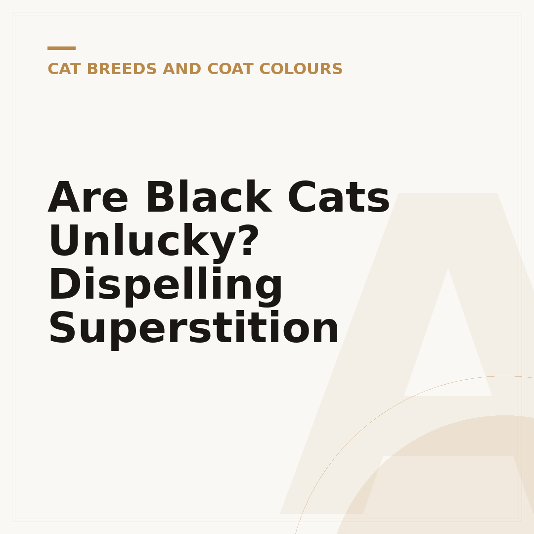 Are Black Cats Unlucky? Dispelling Superstition
