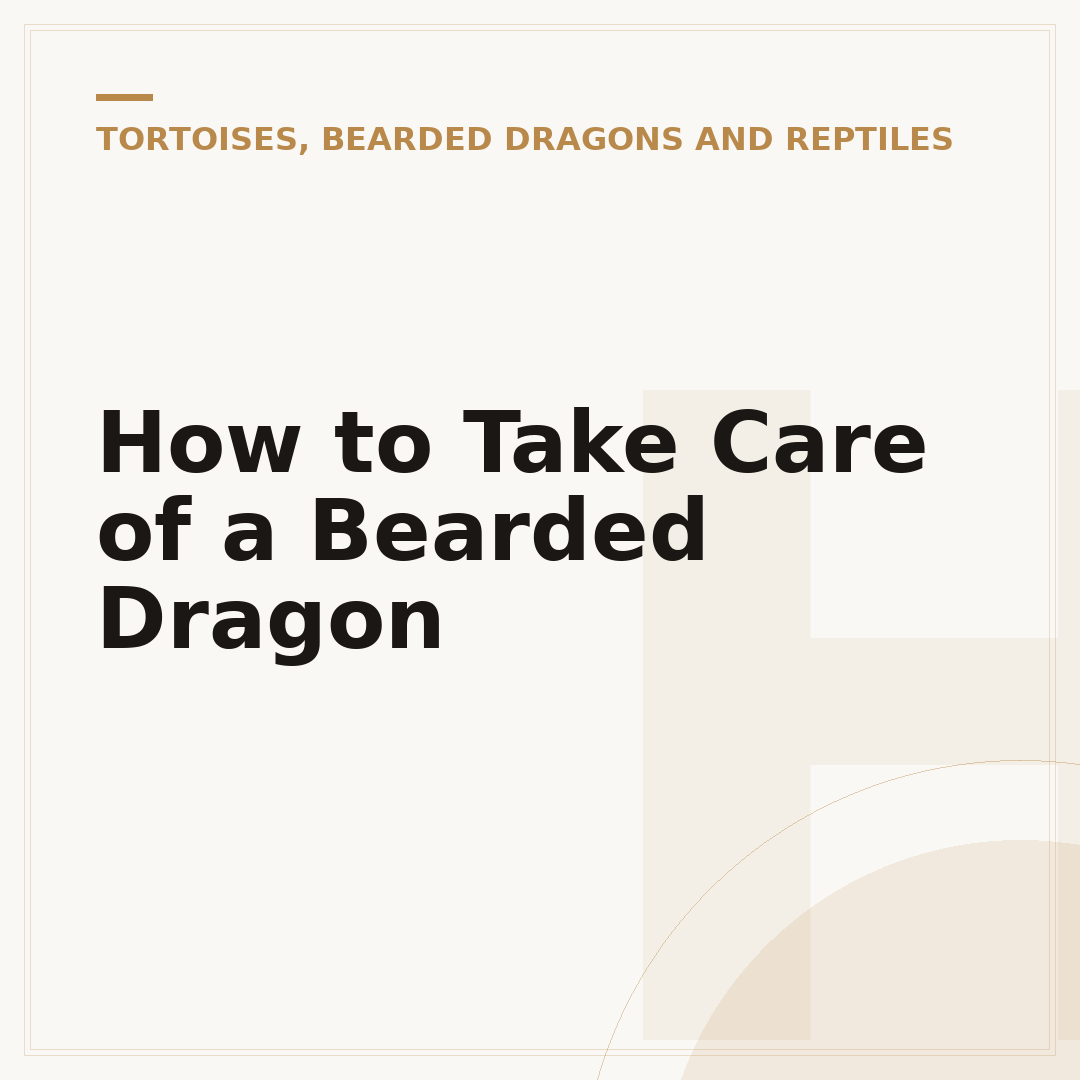 How to Take Care of a Bearded Dragon