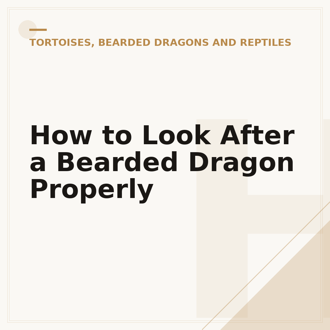 How to Look After a Bearded Dragon Properly