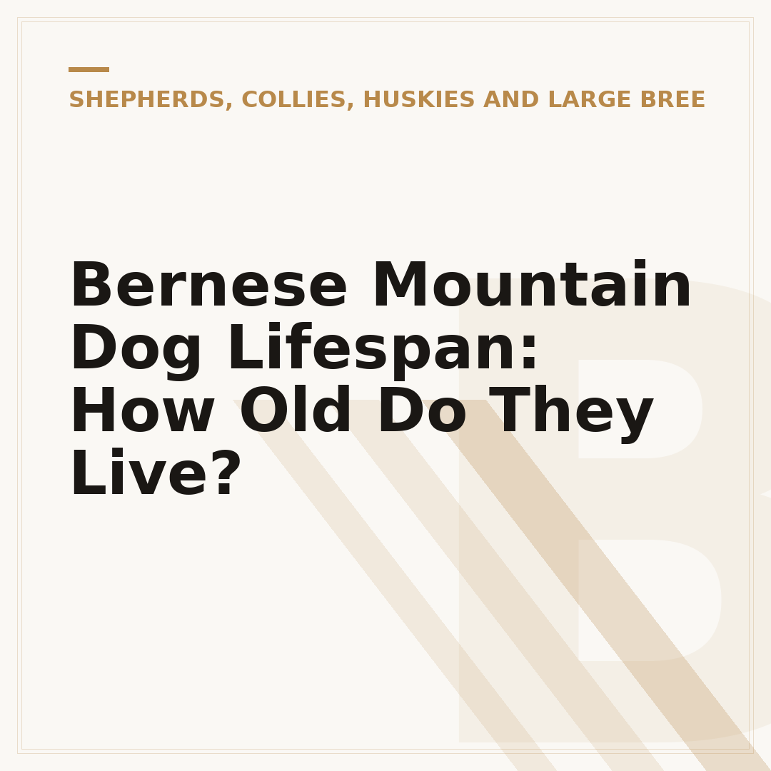 Bernese Mountain Dog Lifespan: How Old Do They Live?