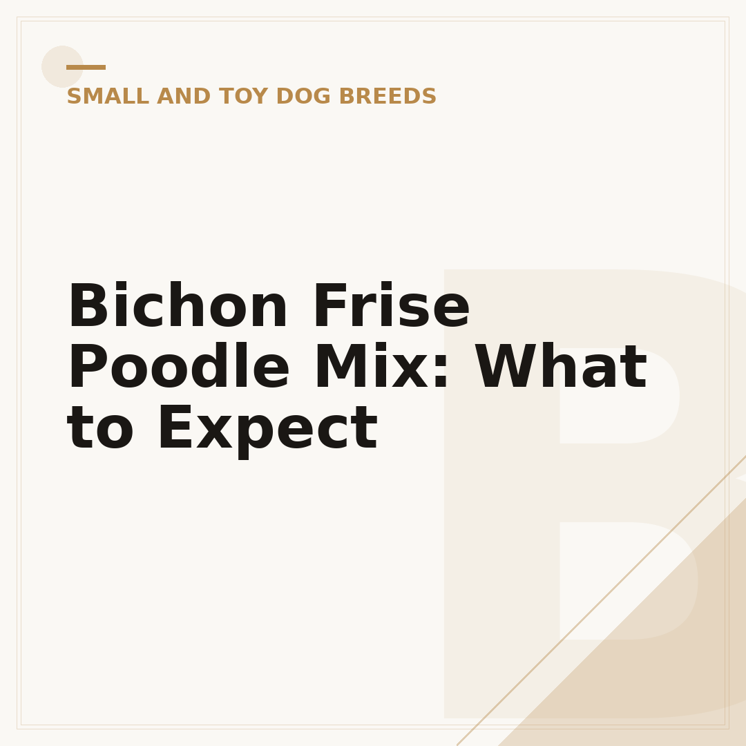 Bichon Frise Poodle Mix: What to Expect