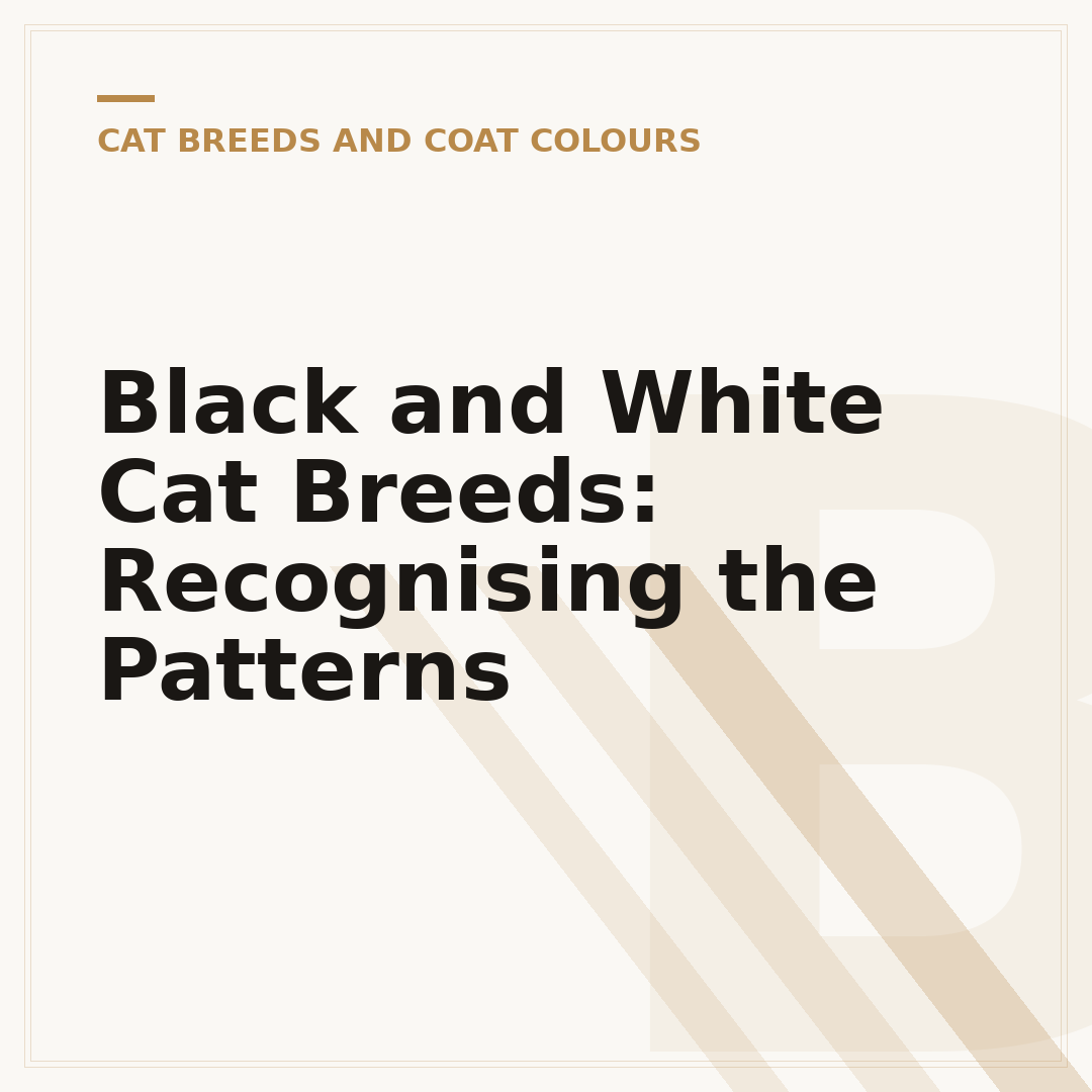 Black and White Cat Breeds: Recognising the Patterns