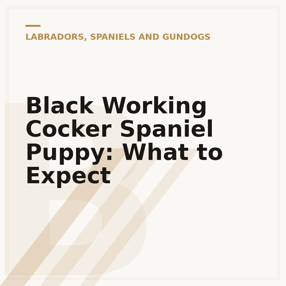 Black Working Cocker Spaniel Puppy: What to Expect
