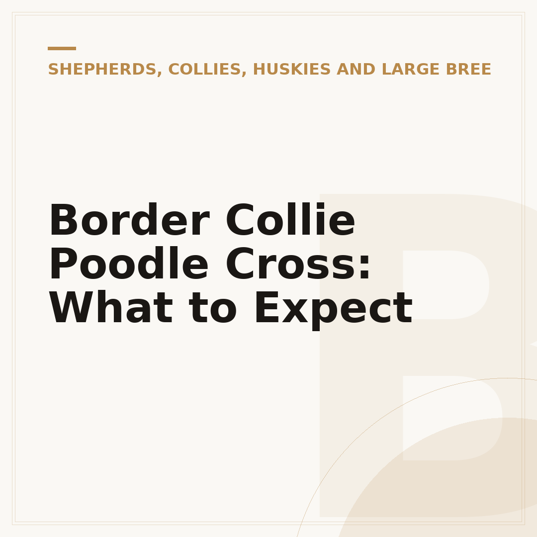 Border Collie Poodle Cross: What to Expect