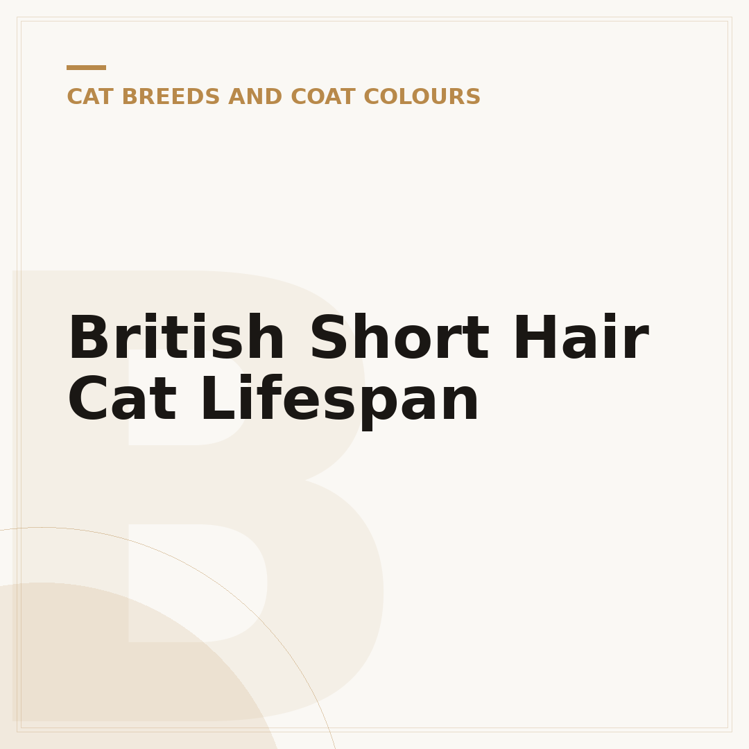 British Short Hair Cat Lifespan