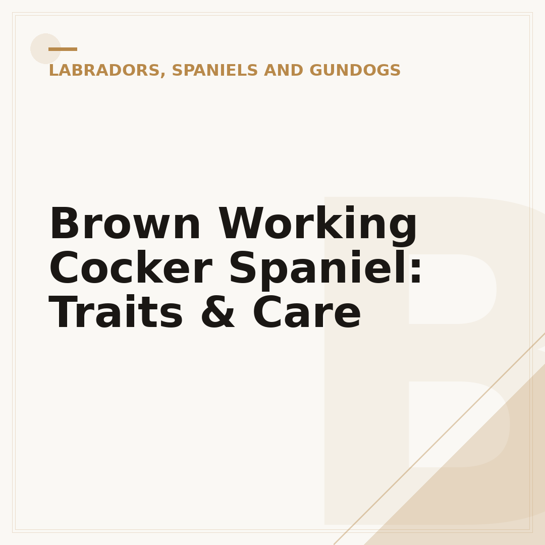 Brown Working Cocker Spaniel: Traits & Care