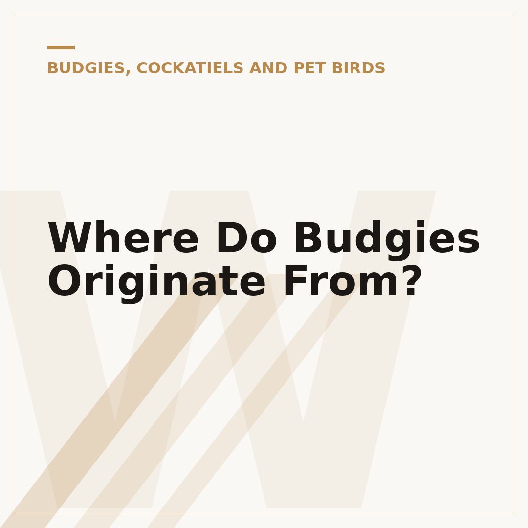Where Do Budgies Originate From?