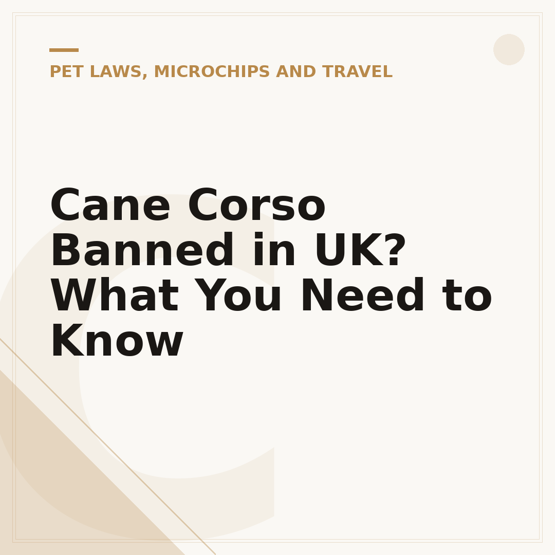 Cane Corso Banned in UK? What You Need to Know