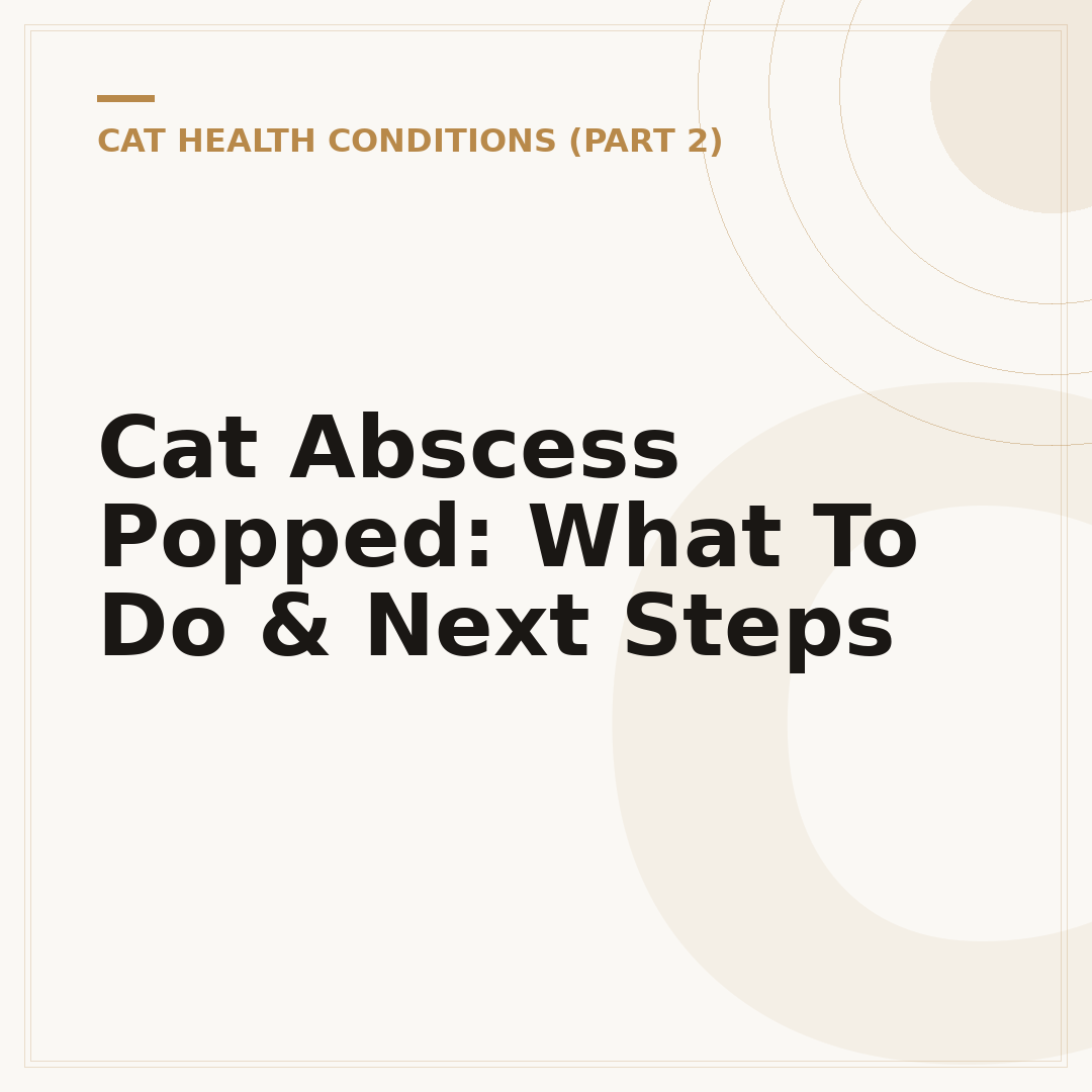 Cat Abscess Popped: What To Do & Next Steps