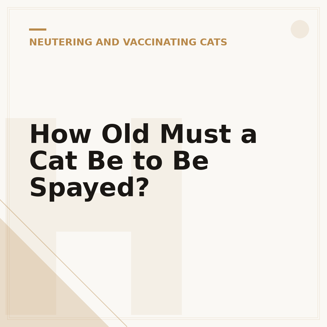 How Old Must a Cat Be to Be Spayed?