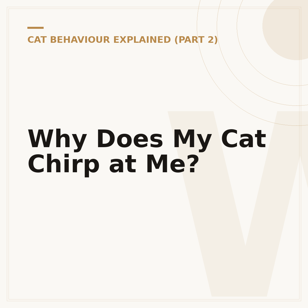 Why Does My Cat Chirp at Me?