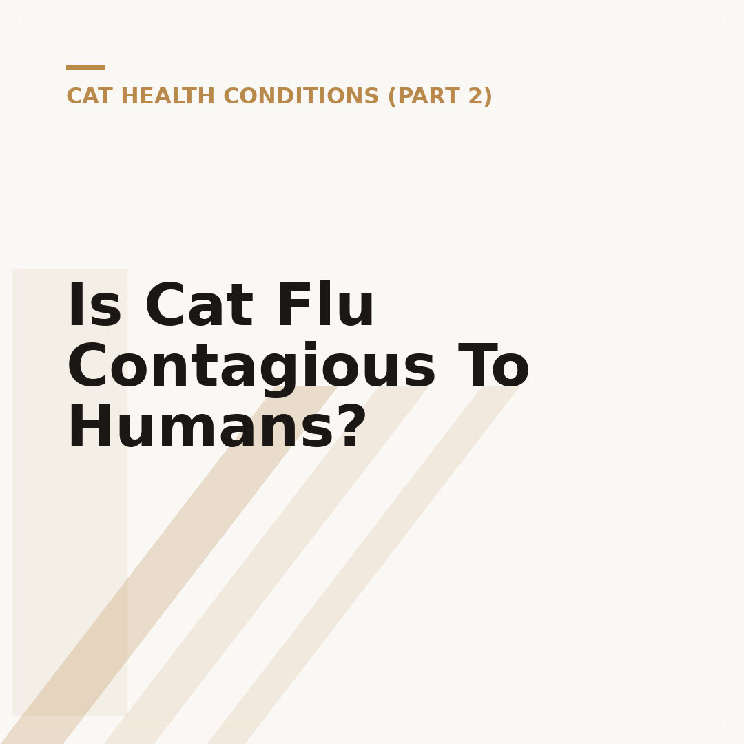Is Cat Flu Contagious To Humans?