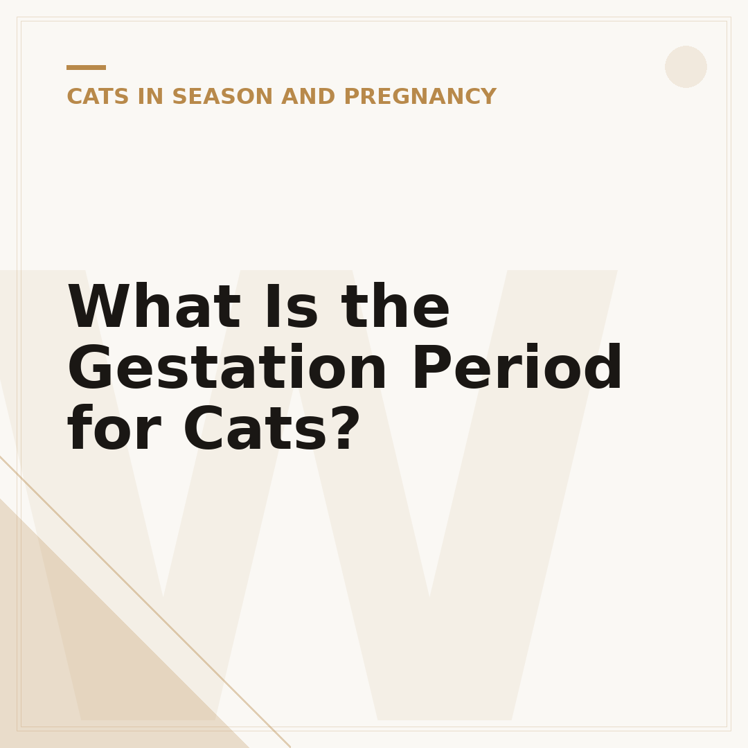 What Is the Gestation Period for Cats?
