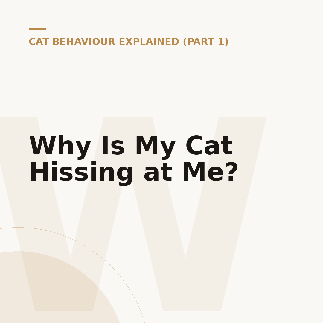 Why Is My Cat Hissing at Me?