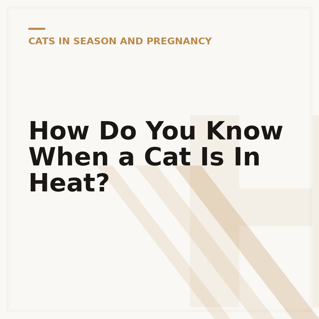 How Do You Know When a Cat Is In Heat?