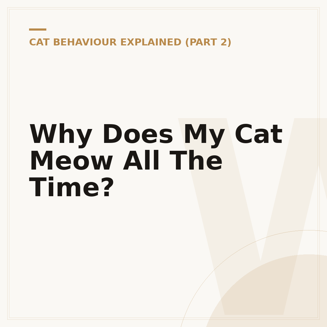 Why Does My Cat Meow All The Time?
