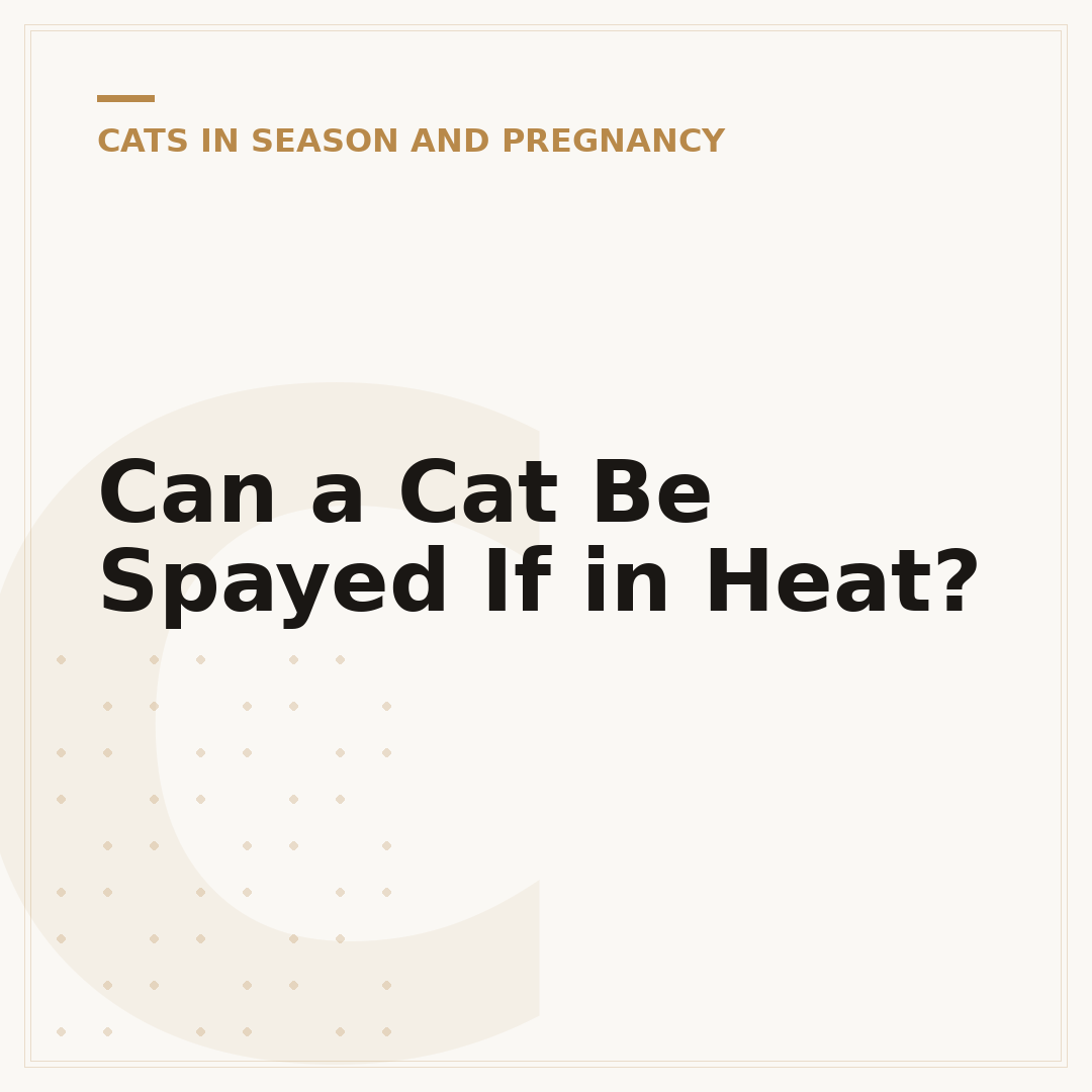 Can a Cat Be Spayed If in Heat?