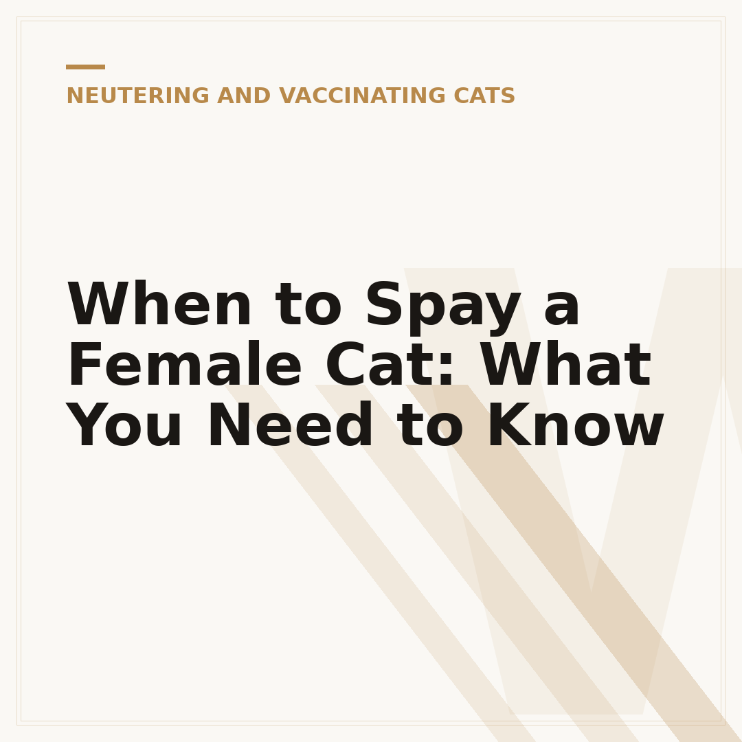 When to Spay a Female Cat: What You Need to Know