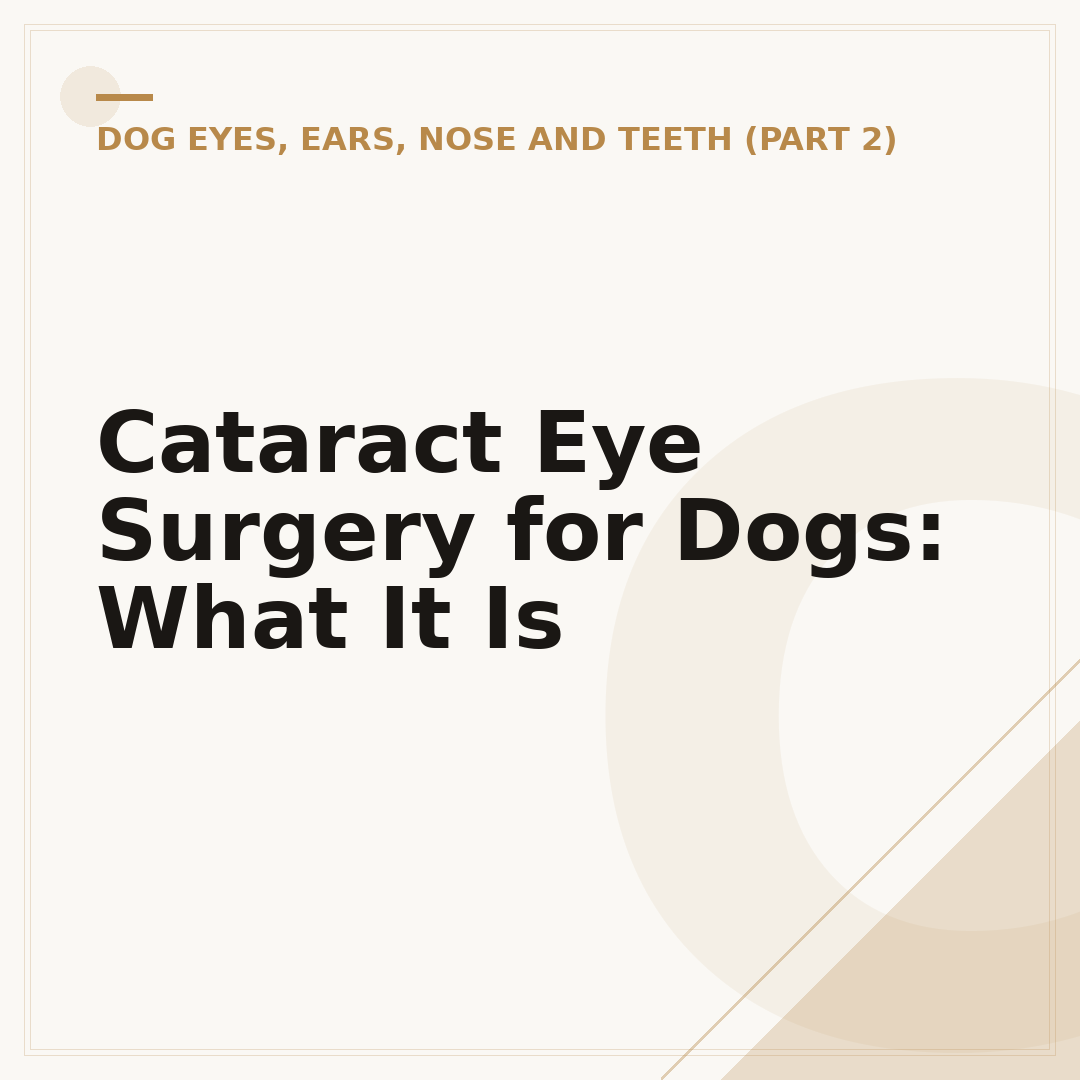 Cataract Eye Surgery for Dogs: What It Is