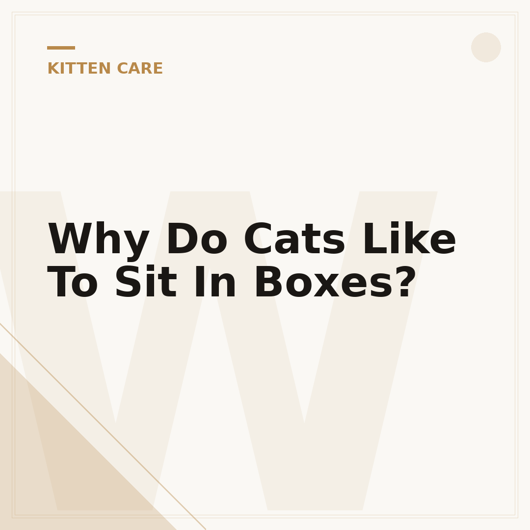 Why Do Cats Like To Sit In Boxes?